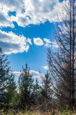 Ormanın güzel manzarası