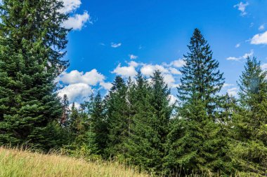 summer green forest on a sunny day