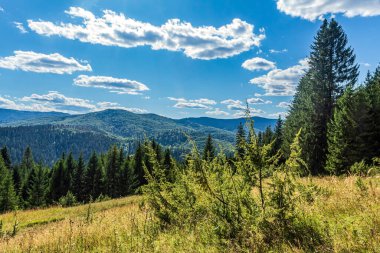 Yeşil çimenler ve mavi gökyüzü ile yaz manzarası
