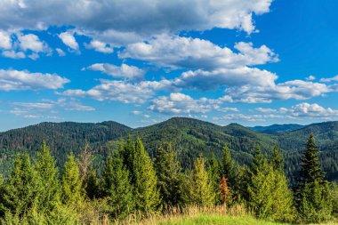 beautiful mountain forest in the carpathians. ukraine. europe. summer landscape