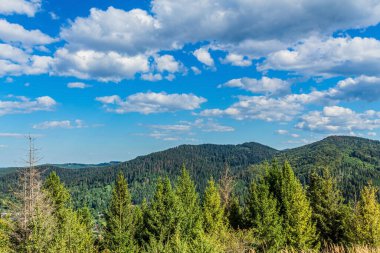 summer landscape with a mountain range and a pine tree on the background.