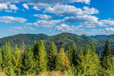 beautiful view of green pine trees on a sunny autumn day