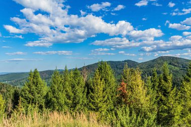 mountain landscape with a pine tree and blue sky