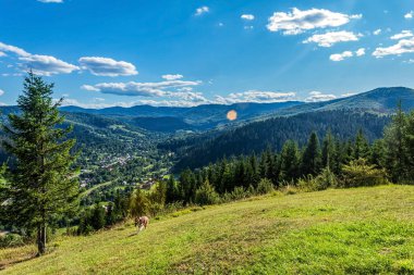 summer landscape of mountains, forests and meadows. beautiful summer day.