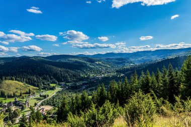 beautiful mountain forest in summer day. carpathian mountains, ukraine.
