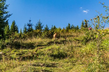 beautiful landscape of the ukrainian carpathians in the summer day