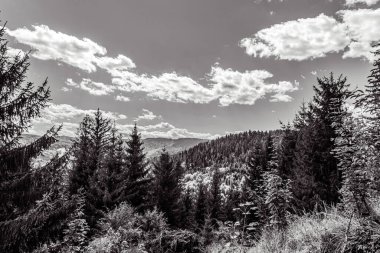black and white photo. mountain landscape in carpathian mountains