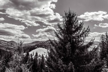 black and white photo of the mountain landscape with pine trees and forest