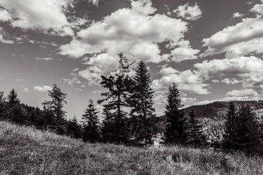 black and white mountain landscape with fir trees and mountains