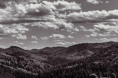 a vertical view of the mountains in the forest