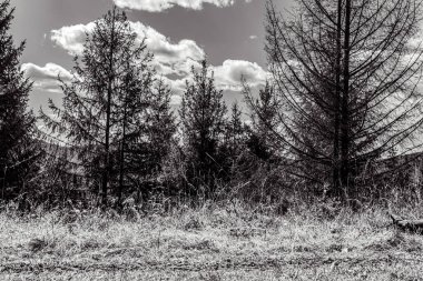 Ağaçlı bir ormanın siyah beyaz fotoğrafı