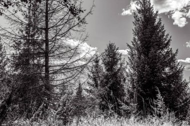 Arka planda ağaç olan güzel bir manzara.