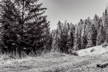 Ormandaki bir ağacın siyah beyaz görüntüsü