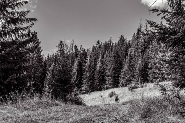 Güzel bir sonbahar manzarası Ağacı ve yolu olan