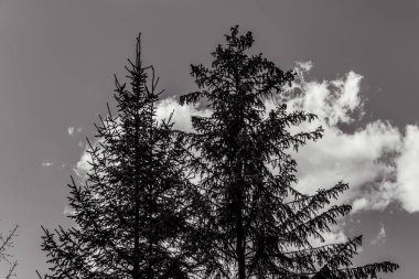 black and white clouds and trees in the forest