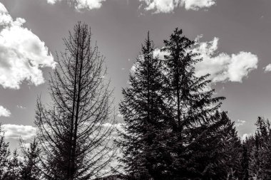 Kışın parktaki ağaçlar