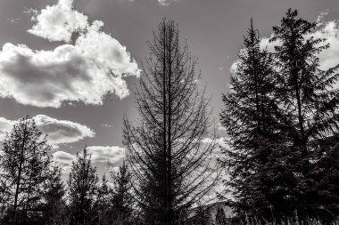 Ormanın güzel manzarası