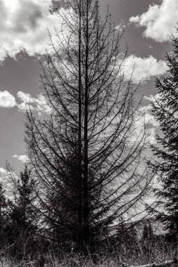 Ağaçlar ve bulutlarla dolu güzel bir manzara.