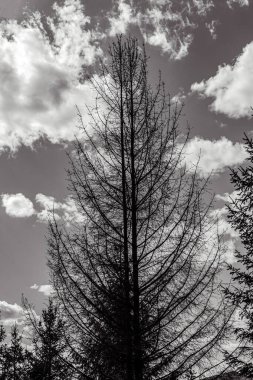 Ağaçlı güzel bir manzara. Doğa