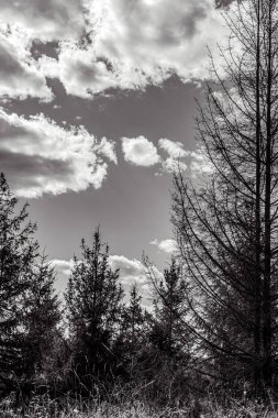 Dağlarda bir ağacı olan güzel bir manzara.