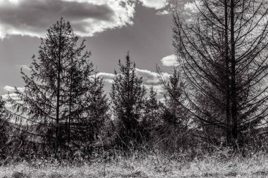Ağaçlar ve bulutlarla dolu güzel bir manzara.