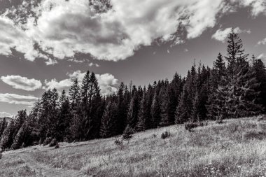 Karpatlar 'daki güzel dağ manzarası