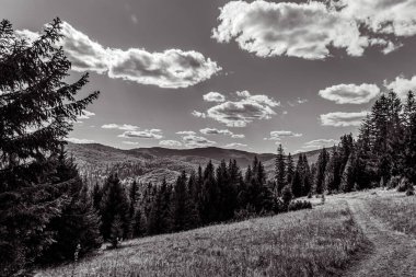 Ağacı ve bulutlu gökyüzü olan güzel bir manzara.