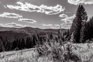 Ormanı olan güzel bir dağ manzarası