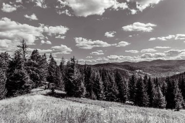 Dağları ve ağaçları olan güzel bir manzara.