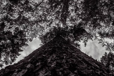 bir çam ağacının siyah beyaz fotoğrafı