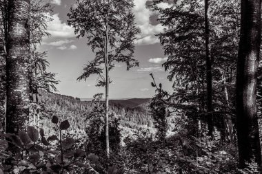 a grayscale shot of the tall trees in the forest