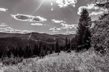 black and white photo of a forest with trees and mountains