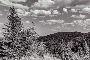 Ağaçlar ve bulutlarla dolu güzel bir manzara.