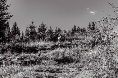 autumn landscape in the mountains of the crimea