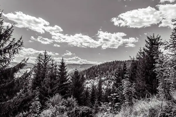 black and white photo. mountain landscape in carpathian mountains