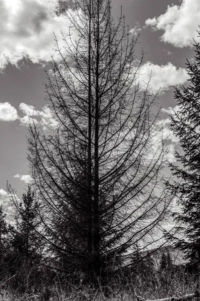 Ağaçlar ve bulutlarla dolu güzel bir manzara.
