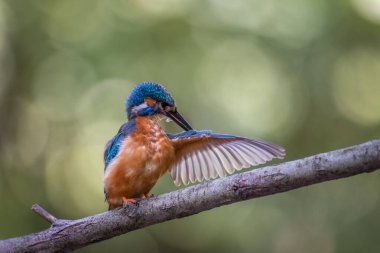 Güzel Kingfisher kuşu ormandaki ağaçta