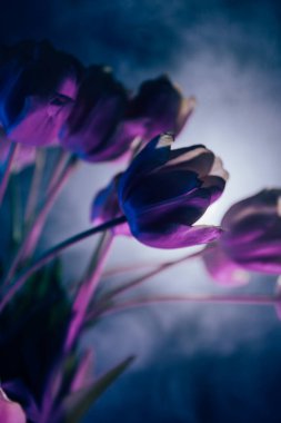 Sanatsal Işıklandırmada Neon Mor laleler. Neon ışıklı mor lalelerin yüksek kaliteli atmosferik fotoğrafları.