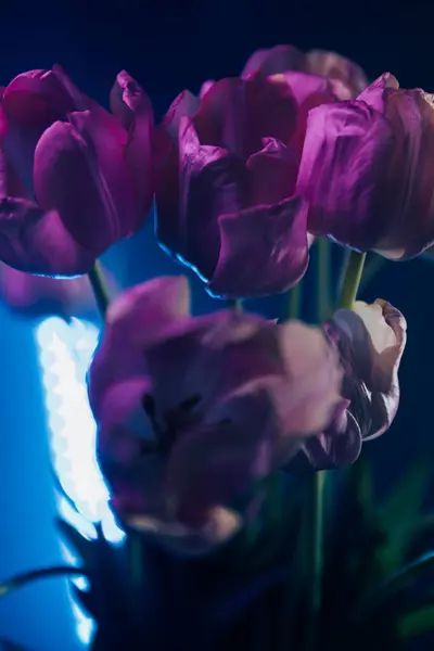 Sanatsal Işıklandırmada Neon Mor laleler. Neon ışıklı mor lalelerin yüksek kaliteli atmosferik fotoğrafları.