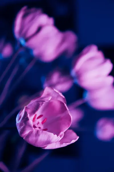 Sanatsal Işıklandırmada Neon Mor laleler. Neon ışıklı mor lalelerin yüksek kaliteli atmosferik fotoğrafları.