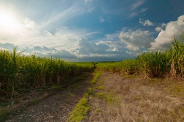 Şeker kamışı tarlasından geçen yol.     