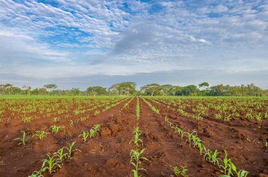 Yeşil mısır tarlasının güzel tarım manzarası      