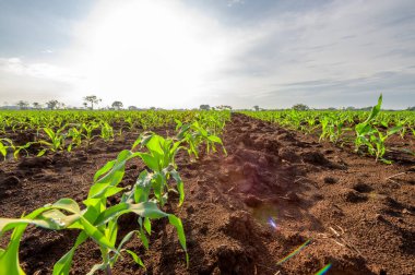 Yeşil mısır tarlasının güzel tarım manzarası      