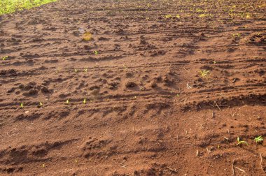 Toprak arka planda, verimli topraklar ekilmeye hazır.      