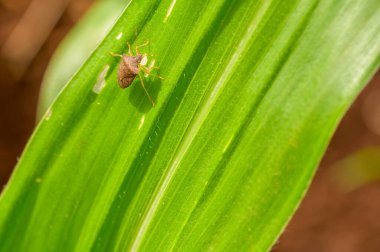 Organik mısır yaprağındaki küçük böcek..