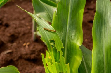 Small, multi-legged worm on a corn leaf, pierced by insect bites. clipart