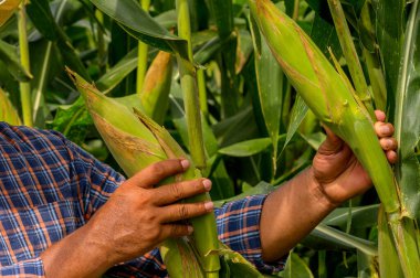 Mısır tarlasını inceleyen çiftçinin elleri yakın plan görüntüsü    