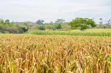 Kırsal alanda güzel bir mısır tarlası.            