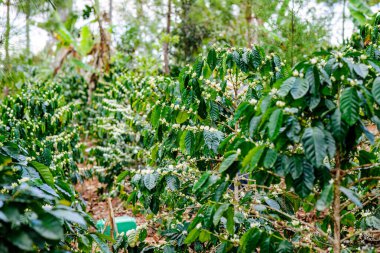 Çiçek sahnesindeki güzel kahve çalıları. Kahve çiçekleri. 