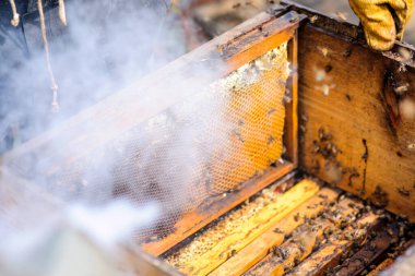 Arılar kovanın etrafında uçar. İşçiler kovandaki bal peteklerini kontrol eder ve arılar korkup kaçar..
